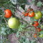 TOMATE / PARADEISER