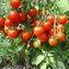 TOMATE / PARADEISER