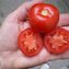 TOMATE / PARADEISER