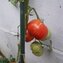 TOMATE / PARADEISER