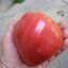 TOMATE / PARADEISER