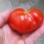 TOMATE / PARADEISER