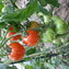 TOMATE / PARADEISER