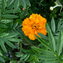 Färbertagetes