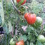 TOMATE / PARADEISER