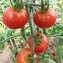 TOMATE / PARADEISER