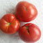 TOMATE / PARADEISER