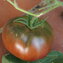 TOMATE / PARADEISER