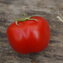 TOMATE / PARADEISER