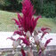 AMARANTH