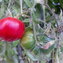 TOMATE / PARADEISER