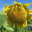 SONNENBLUME