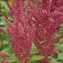 AMARANTH