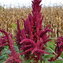 AMARANTH