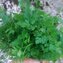 Petersilie, Blatt-