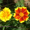 Tagetes, Gewürz-