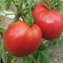 TOMATE / PARADEISER