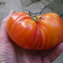 TOMATE / PARADEISER