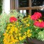 Tagetes, Gewürz-