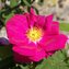 Rose, Essig-