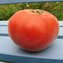 TOMATE / PARADEISER