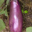 AUBERGINE / MELANZANA