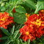 Tagetes, Gewürz-