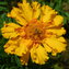 Färbertagetes