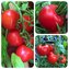 TOMATE / PARADEISER