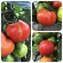 TOMATE / PARADEISER