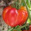 TOMATE / PARADEISER