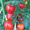 TOMATE / PARADEISER