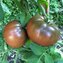 TOMATE / PARADEISER