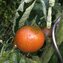 TOMATE / PARADEISER