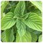 Perilla / Shiso