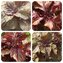 Perilla / Shiso