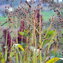 HIRSE, SORGHUM-