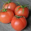 TOMATE / PARADEISER