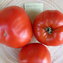 TOMATE / PARADEISER