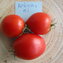 TOMATE / PARADEISER