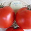 TOMATE / PARADEISER