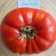 TOMATE / PARADEISER