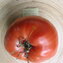 TOMATE / PARADEISER