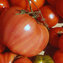 TOMATE / PARADEISER