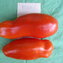 TOMATE / PARADEISER