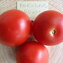 TOMATE / PARADEISER