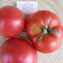 TOMATE / PARADEISER