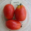 TOMATE / PARADEISER