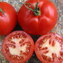 TOMATE / PARADEISER