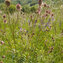 Bibernelle / Kl. Wiesenknopf / Pimpinelle